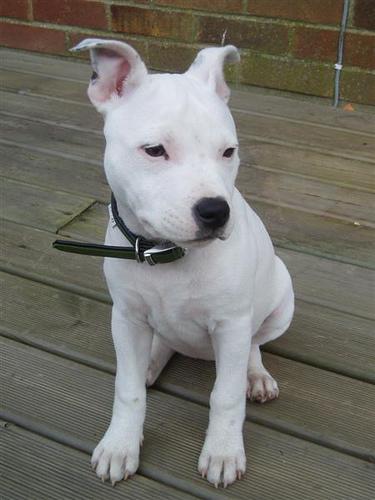 A dog image from https://images.dog.ceo/breeds/bullterrier-staffordshire/n02093256_5733.jpg