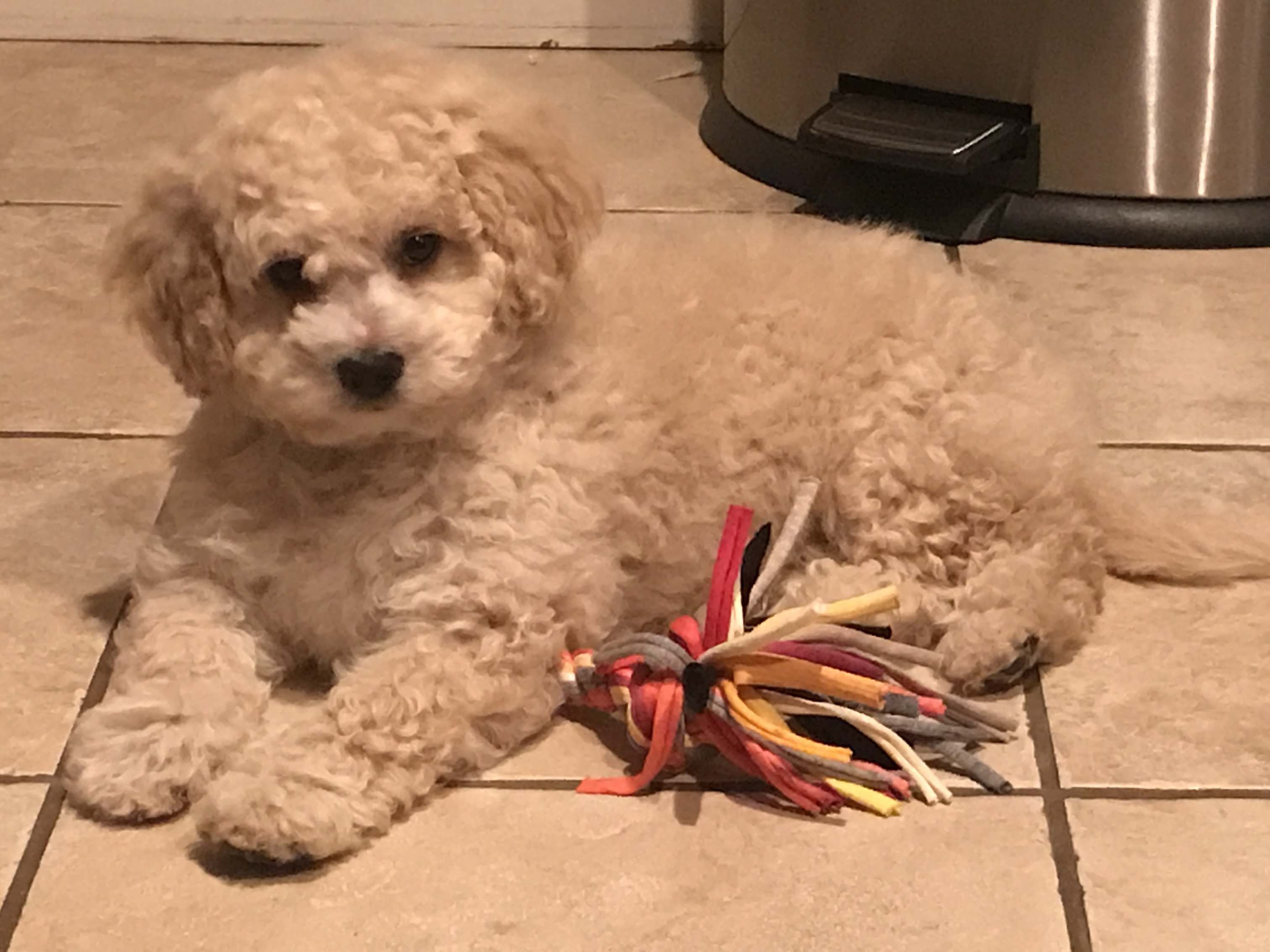 cavapoo