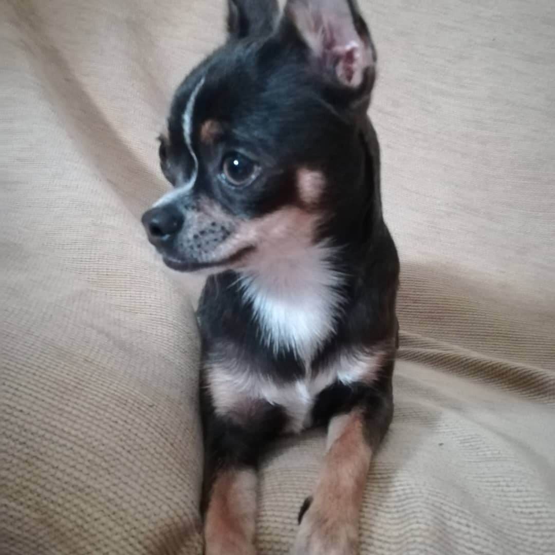 animal