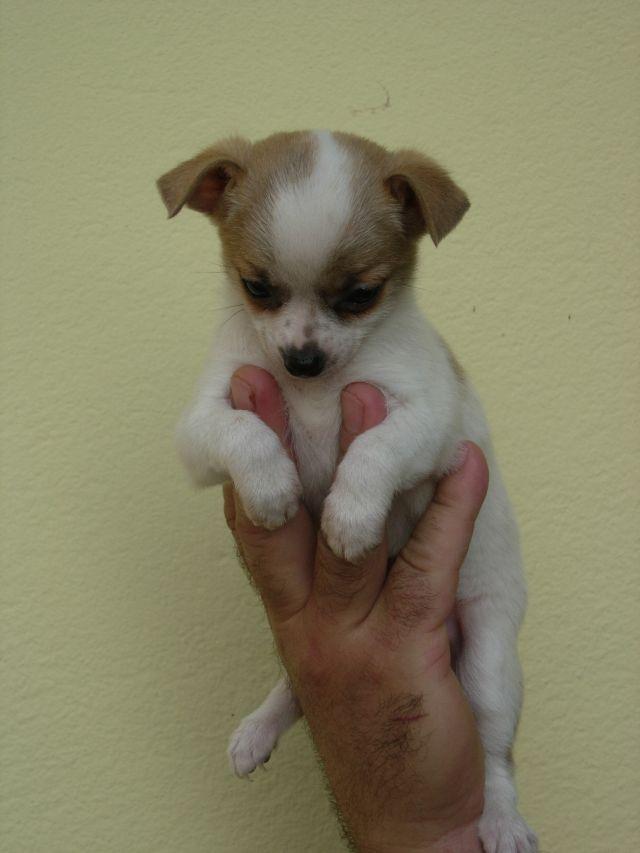 A dog image from https://images.dog.ceo/breeds/chihuahua/n02085620_14413.jpg