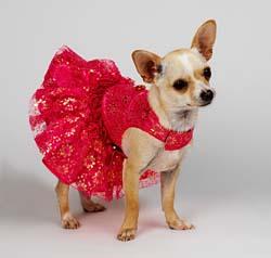 A dog image from https://images.dog.ceo/breeds/chihuahua/n02085620_2921.jpg