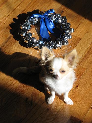 A dog image from https://images.dog.ceo/breeds/chihuahua/n02085620_3093.jpg