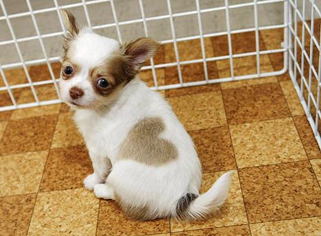 A dog image from https://images.dog.ceo/breeds/chihuahua/n02085620_3838.jpg