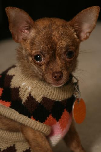 A dog image from https://images.dog.ceo/breeds/chihuahua/n02085620_3877.jpg