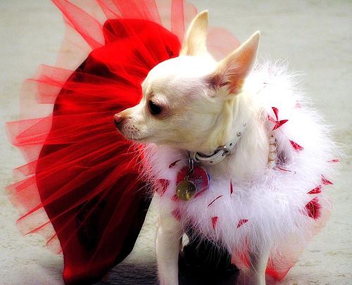 A dog image from https://images.dog.ceo/breeds/chihuahua/n02085620_5713.jpg