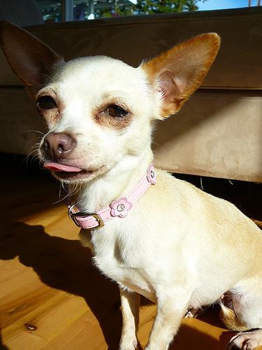 A dog image from https://images.dog.ceo/breeds/chihuahua/n02085620_7436.jpg