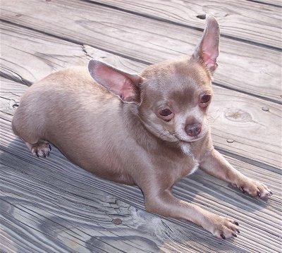 A dog image from https://images.dog.ceo/breeds/chihuahua/n02085620_8491.jpg