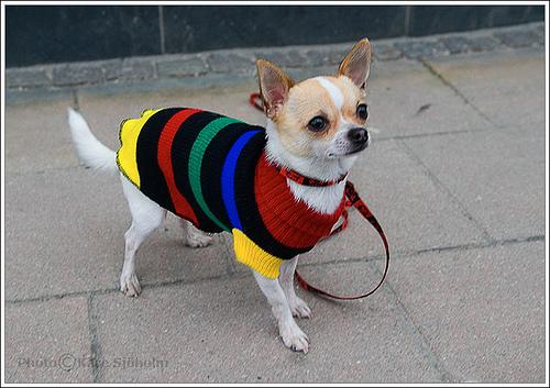 A dog image from https://images.dog.ceo/breeds/chihuahua/n02085620_8578.jpg