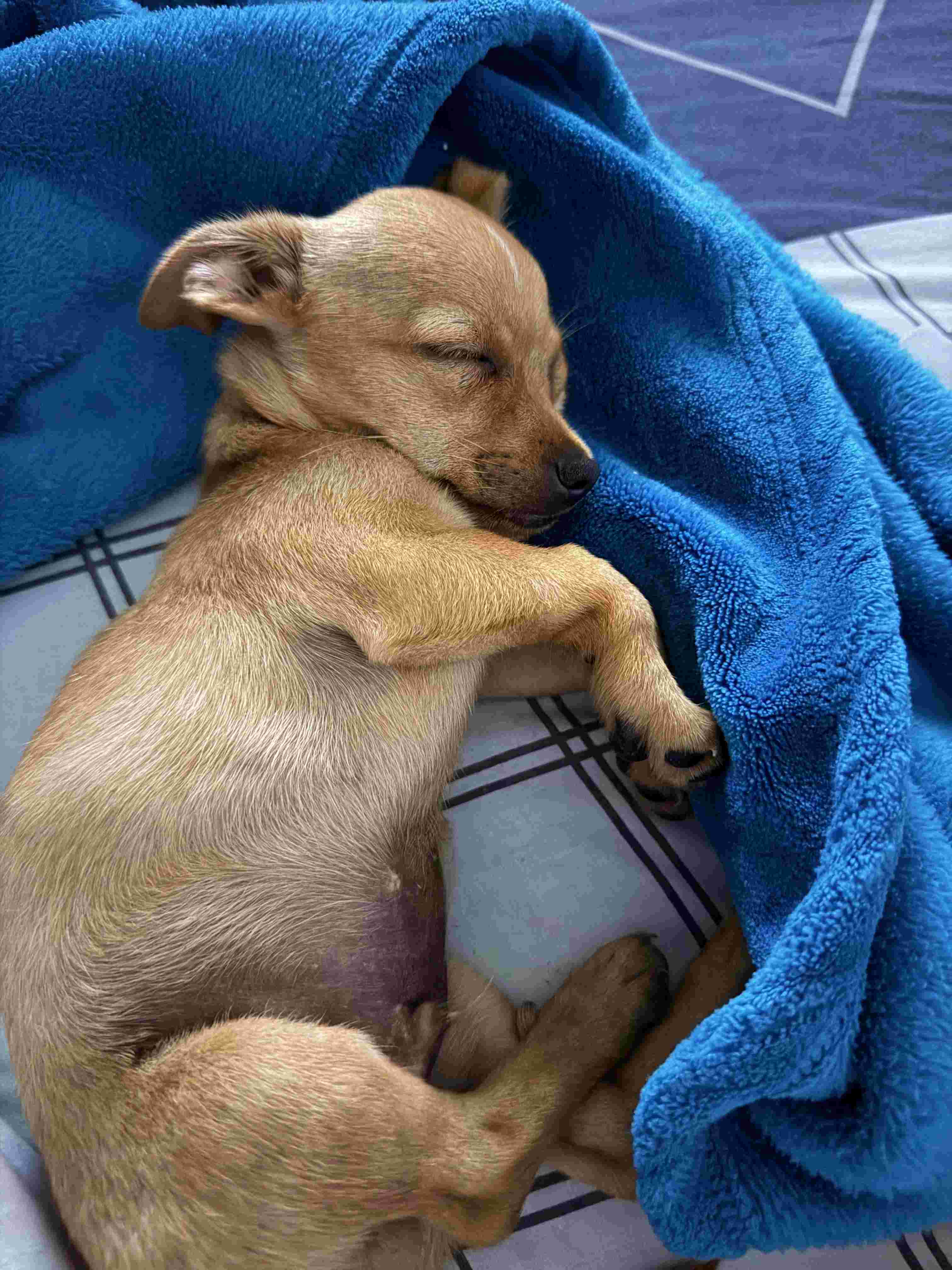 Chihuahua