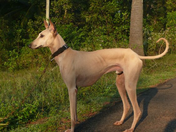 https://images.dog.ceo/breeds/chippiparai-indian/Indian-Chippiparai.jpg