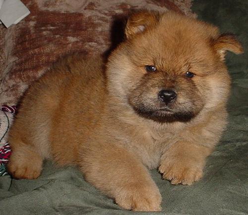 A dog image from https://images.dog.ceo/breeds/chow/n02112137_10430.jpg