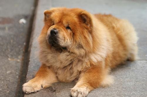 A dog image from https://images.dog.ceo/breeds/chow/n02112137_10605.jpg