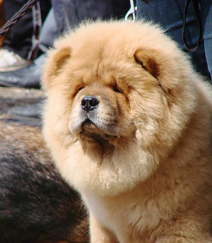 A dog image from https://images.dog.ceo/breeds/chow/n02112137_10731.jpg