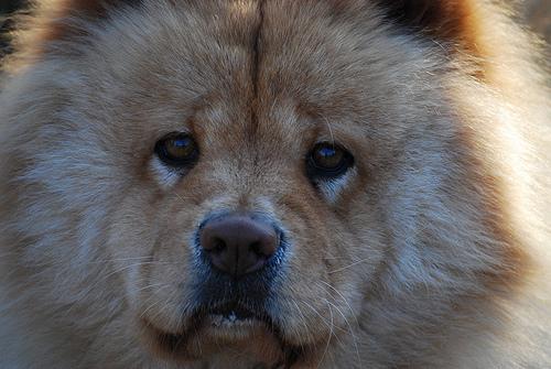 A dog image from https://images.dog.ceo/breeds/chow/n02112137_10762.jpg