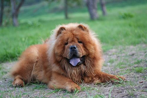 A dog image from https://images.dog.ceo/breeds/chow/n02112137_10815.jpg