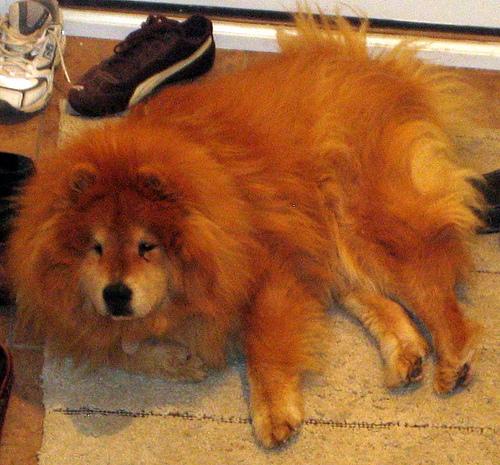 A dog image from https://images.dog.ceo/breeds/chow/n02112137_112.jpg