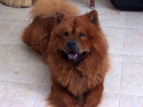 A dog image from https://images.dog.ceo/breeds/chow/n02112137_1251.jpg