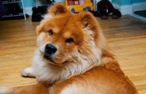 A dog image from https://images.dog.ceo/breeds/chow/n02112137_12792.jpg