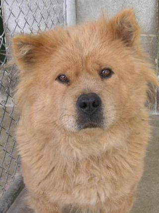 A dog image from https://images.dog.ceo/breeds/chow/n02112137_13232.jpg