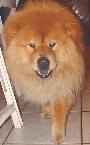 A dog image from https://images.dog.ceo/breeds/chow/n02112137_14369.jpg