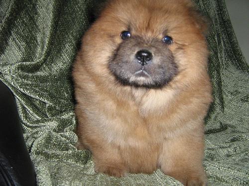 A dog image from https://images.dog.ceo/breeds/chow/n02112137_14448.jpg