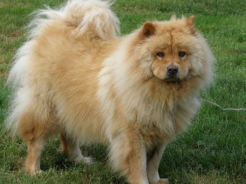 A dog image from https://images.dog.ceo/breeds/chow/n02112137_14881.jpg