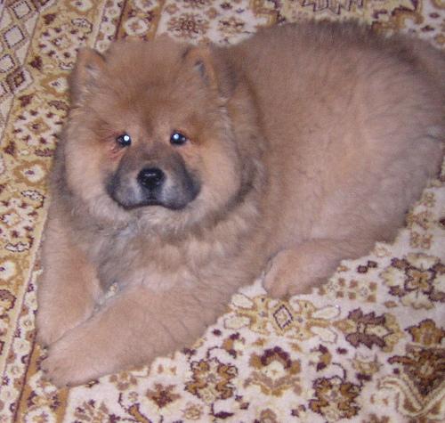 A dog image from https://images.dog.ceo/breeds/chow/n02112137_15277.jpg