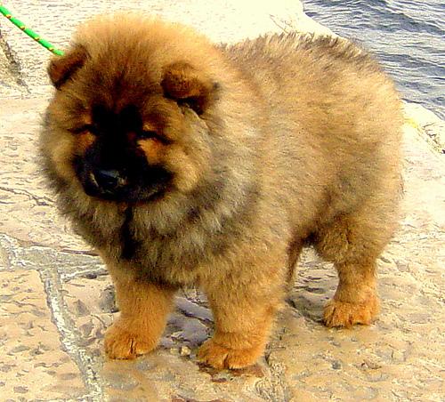 A dog image from https://images.dog.ceo/breeds/chow/n02112137_16109.jpg