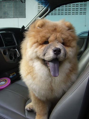 A dog image from https://images.dog.ceo/breeds/chow/n02112137_1614.jpg