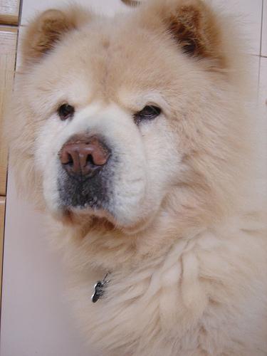 A dog image from https://images.dog.ceo/breeds/chow/n02112137_1704.jpg