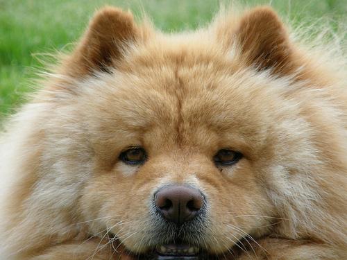 A dog image from https://images.dog.ceo/breeds/chow/n02112137_1830.jpg