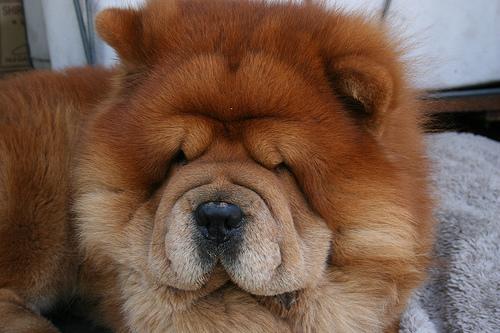 A dog image from https://images.dog.ceo/breeds/chow/n02112137_2020.jpg