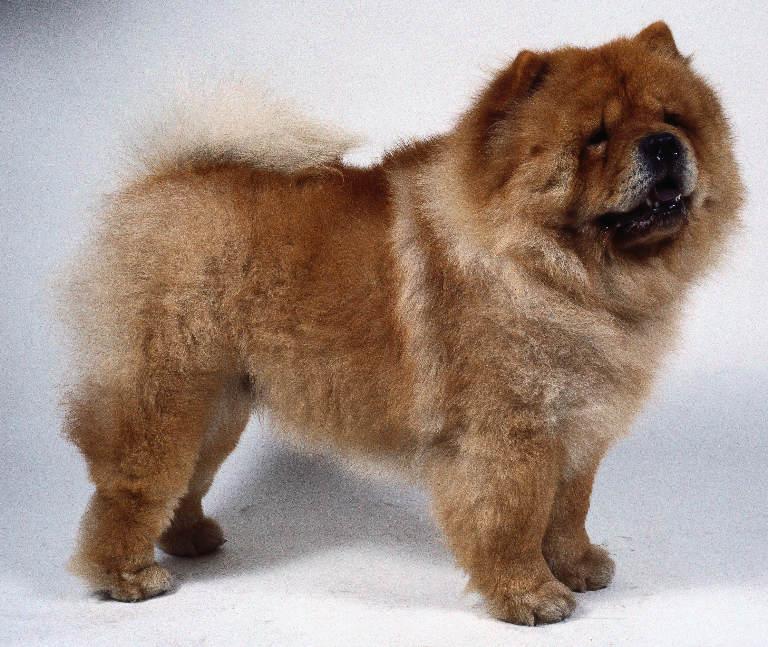 A dog image from https://images.dog.ceo/breeds/chow/n02112137_2133.jpg