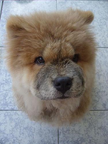 A dog image from https://images.dog.ceo/breeds/chow/n02112137_2181.jpg