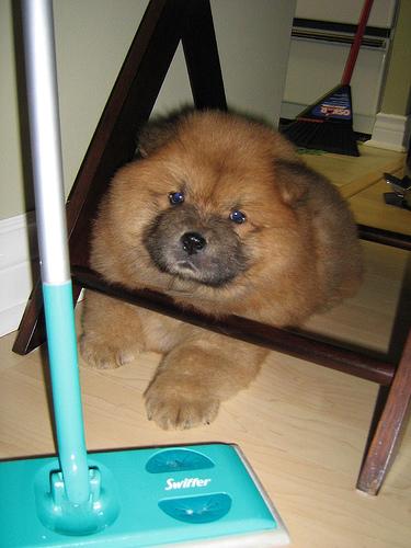 A dog image from https://images.dog.ceo/breeds/chow/n02112137_2619.jpg