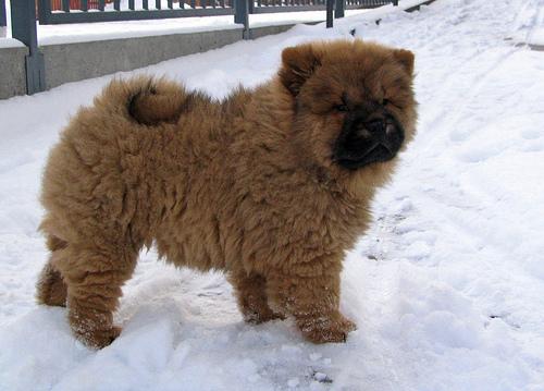 A dog image from https://images.dog.ceo/breeds/chow/n02112137_2724.jpg