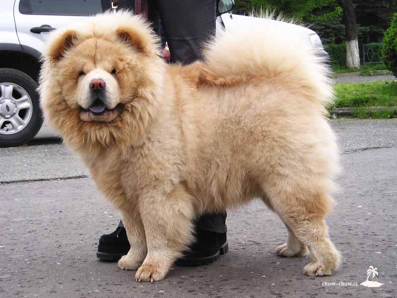 A dog image from https://images.dog.ceo/breeds/chow/n02112137_2739.jpg