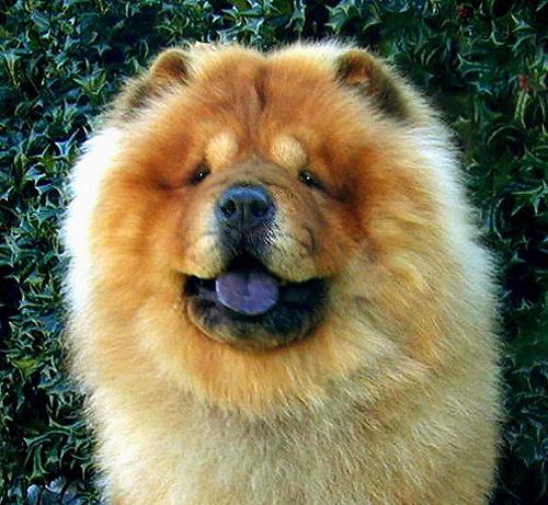 A dog image from https://images.dog.ceo/breeds/chow/n02112137_2757.jpg