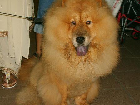 A dog image from https://images.dog.ceo/breeds/chow/n02112137_5742.jpg