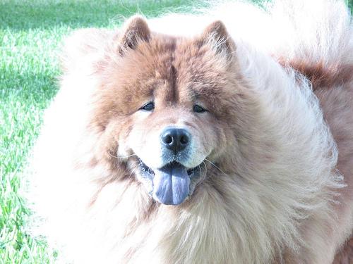 https://images.dog.ceo/breeds/chow/n02112137_5945.jpg