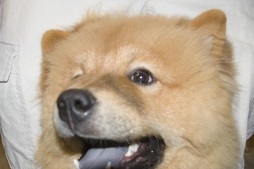 A dog image from https://images.dog.ceo/breeds/chow/n02112137_6164.jpg