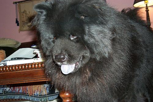 A dog image from https://images.dog.ceo/breeds/chow/n02112137_6506.jpg