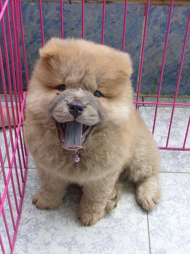 A dog image from https://images.dog.ceo/breeds/chow/n02112137_6808.jpg