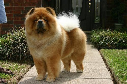 A dog image from https://images.dog.ceo/breeds/chow/n02112137_7988.jpg