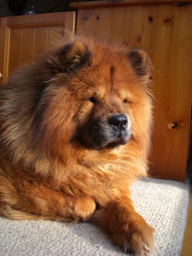 A dog image from https://images.dog.ceo/breeds/chow/n02112137_8862.jpg