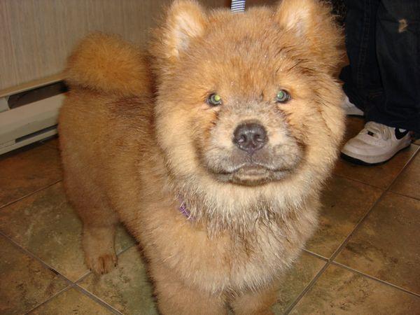 A dog image from https://images.dog.ceo/breeds/chow/n02112137_9156.jpg