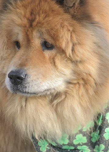 A dog image from https://images.dog.ceo/breeds/chow/n02112137_9159.jpg