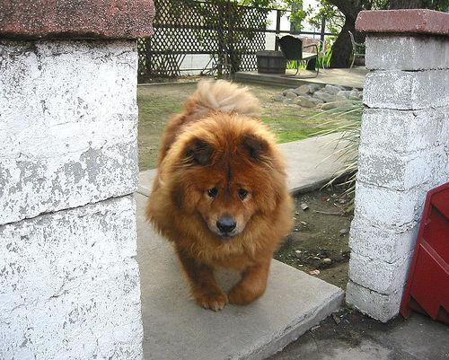 A dog image from https://images.dog.ceo/breeds/chow/n02112137_9280.jpg