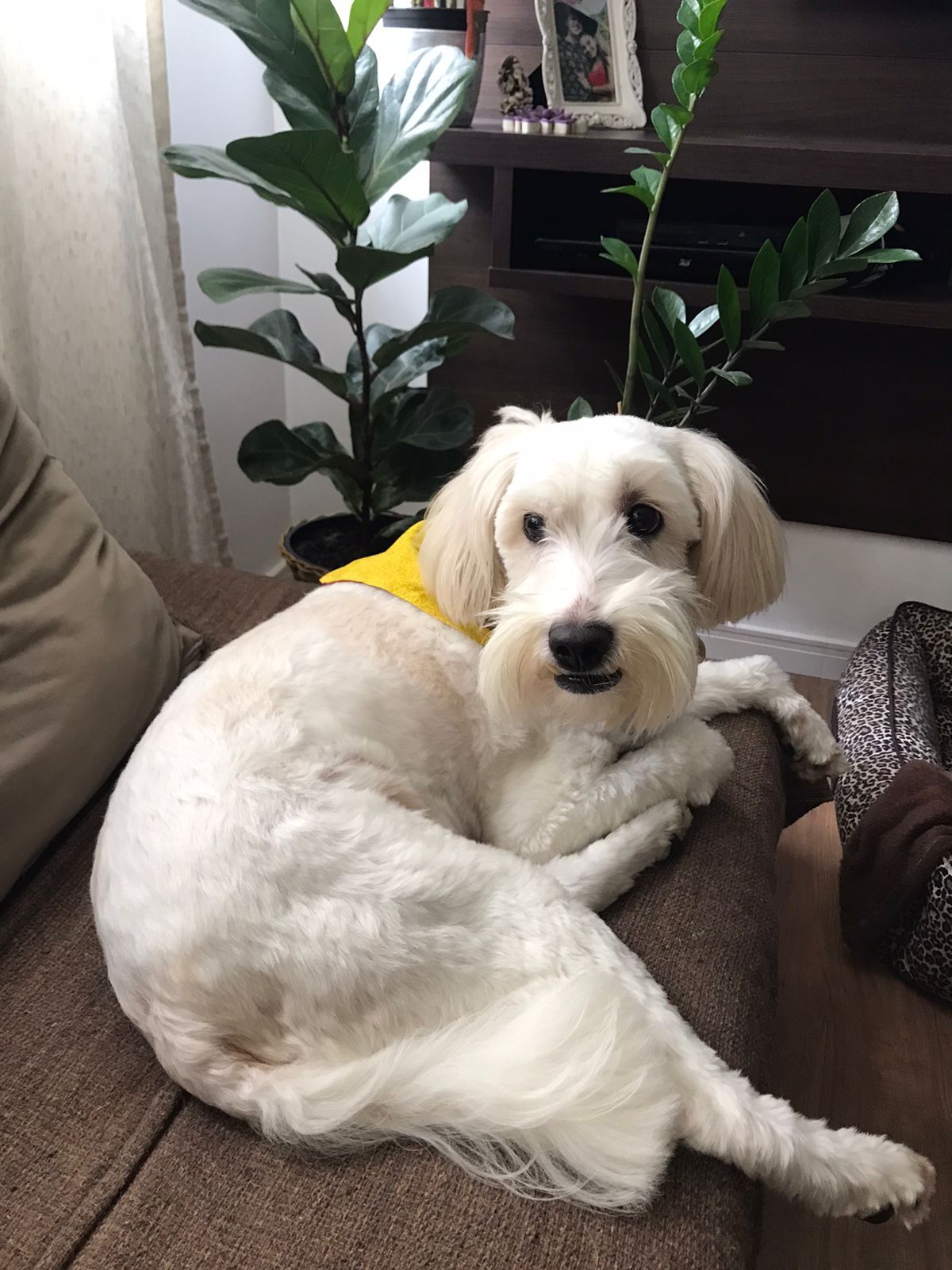 A picture of a dog.