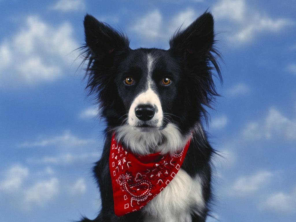 A dog image from https://images.dog.ceo/breeds/collie-border/n02106166_1056.jpg